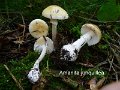 Amanita junquillea-amf217